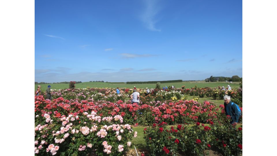 Roses Manawatū