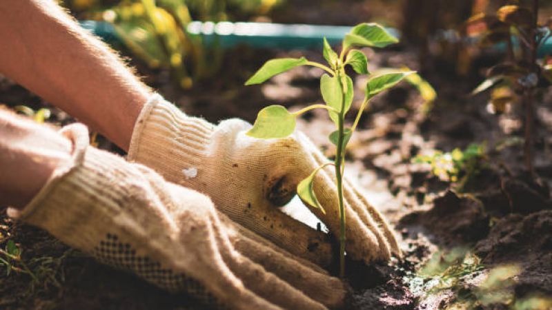 Kāinga & Māra | Home & Garden