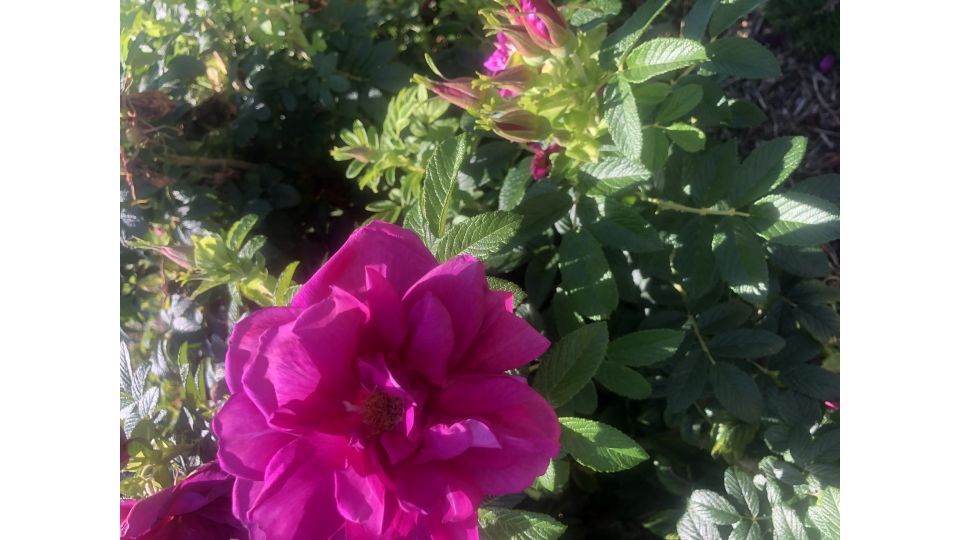 Victoria Esplanade Garden Club